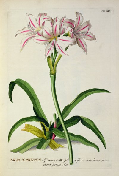 Lilio-Narcissus, Africanus, de 